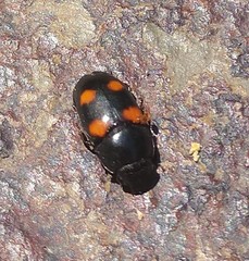 Glischrochilus obtusus