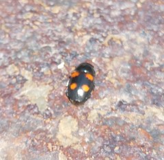 Glischrochilus obtusus