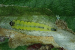 Coptotriche marginea