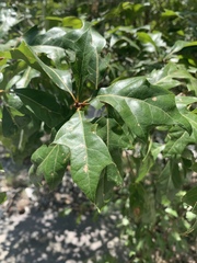 Quercus georgiana