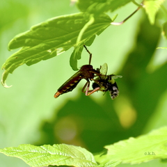 Diogmites basalis