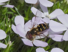 Lapposyrphus aberrantis