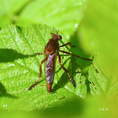 Diogmites basalis