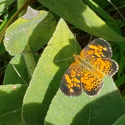 Pearl Crescent photographed in Kansas