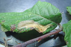 Coptotriche marginea