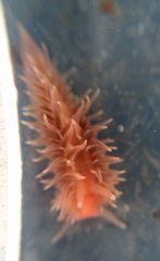 Aeolidia