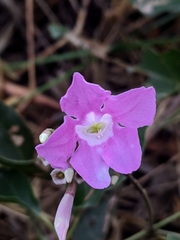Fridericia platyphylla