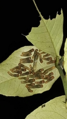 Heraclides anchisiades