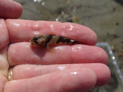 Myoxocephalus aenaeus