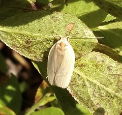Antaeotricha osseella