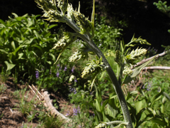 Veratrum californicum