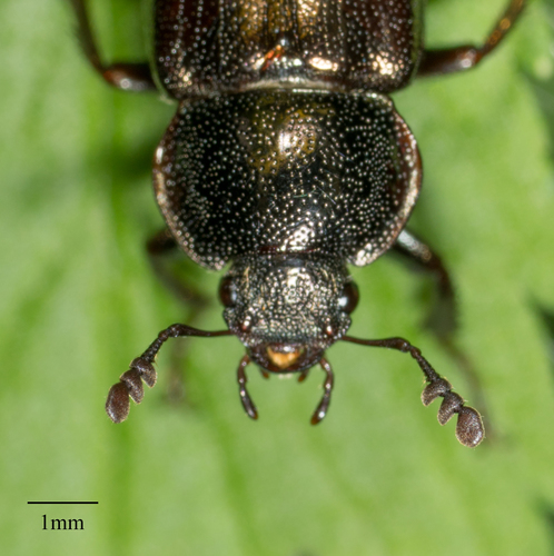Platyceroides aeneus