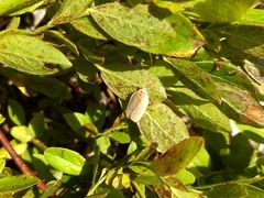 Antaeotricha osseella
