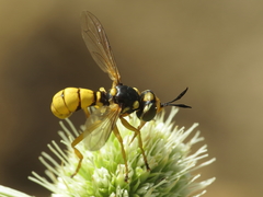 Conops silaceus