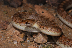 Arizona elegans eburnata