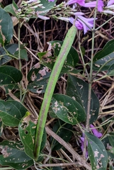 Fridericia platyphylla