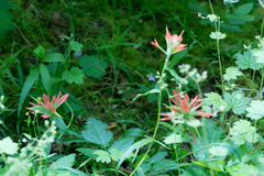 Castilleja hispida hispida