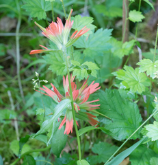 Castilleja hispida hispida