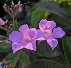 Fridericia platyphylla