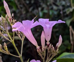 Fridericia platyphylla