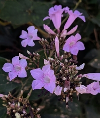 Fridericia platyphylla