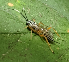 Lymeon orbus