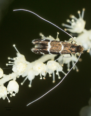 Adela septentrionella