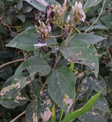 Fridericia platyphylla