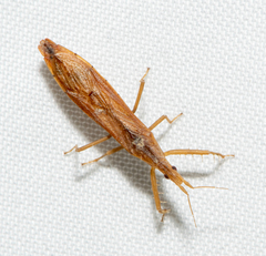 Berytinae