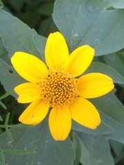 Heliopsis annua