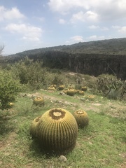 Kroenleinia grusonii