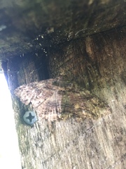 Anticlea multiferata