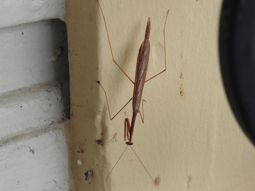 Slim Mexican Mantis photo 5