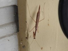 Bistanta mexicana