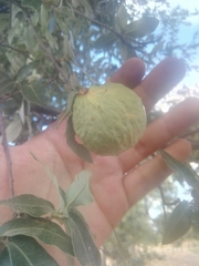 Quercus eduardii