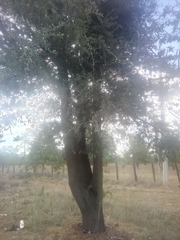 Quercus eduardii