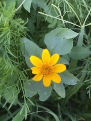 Heliopsis annua
