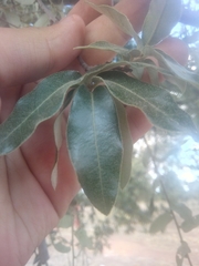 Quercus eduardii