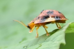 Laccoptera nepalensis