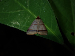 Plecoptera