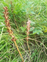 Orobanche minor