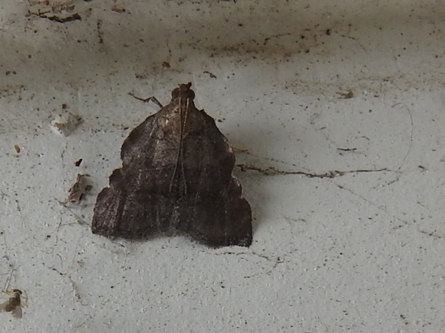 Sincere Salobrena Moth