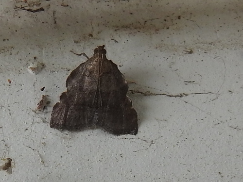 Sincere Salobrena Moth