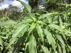 Amaranthus australis