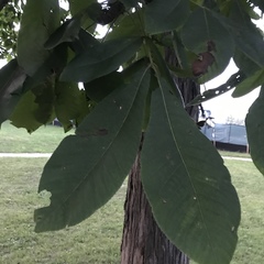 Carya ovata