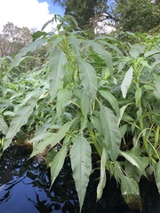 Amaranthus australis