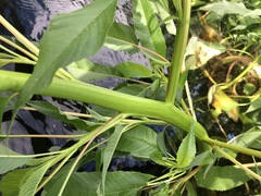 Amaranthus australis