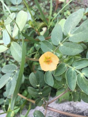 Kallstroemia rosei