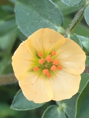 Kallstroemia rosei