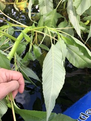 Amaranthus australis